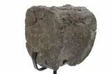 Fossil Hadrosaur Caudal Vertebra w/ Metal Stand - Texas #242687-2